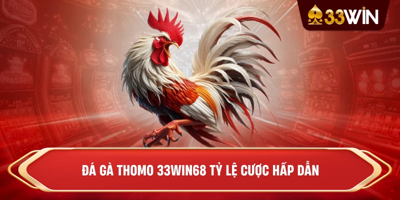 Đá gà Thomo 33win68 tỷ lệ cược hấp dẫn