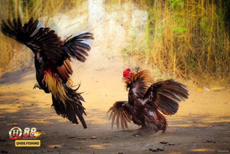 Đá Gà Thomo - Đá Gà Thomo QH88 là gì và có gì đáng chú ý?