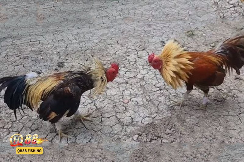 Đá gà tre - Cách tham gia cược Đá gà tre tại QH88